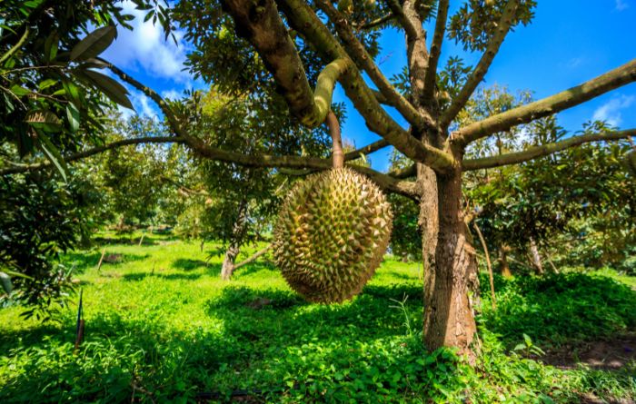 Agrowisata Kolam Pemancingan Bincau